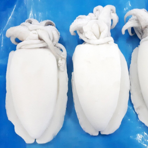 FROZEN CUTTLEFISH WHOLE CLEANED