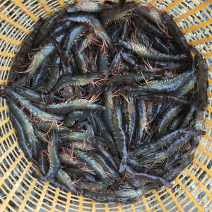 FROZEN HOSO BLACK TIGER TRADIOTINAL SHRIMP